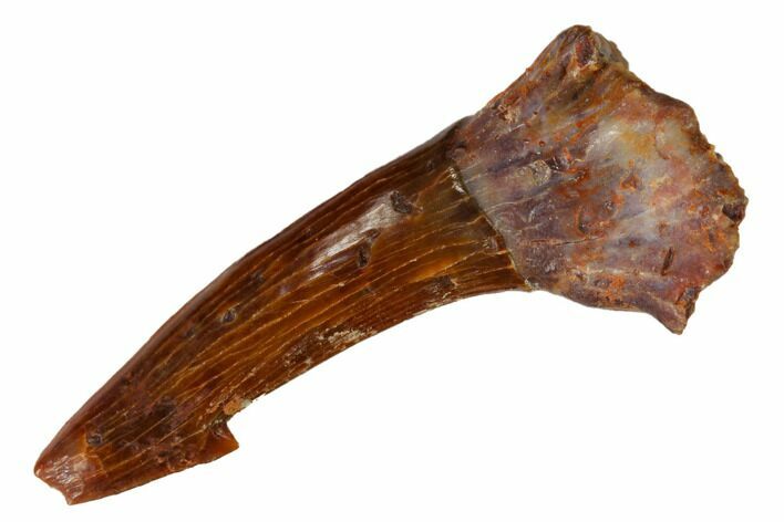 Fossil Sawfish (Onchopristis) Rostral Barb - Morocco #145700